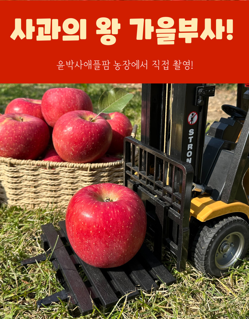 가을사과 [부사]  5kg 18과 [중소과]